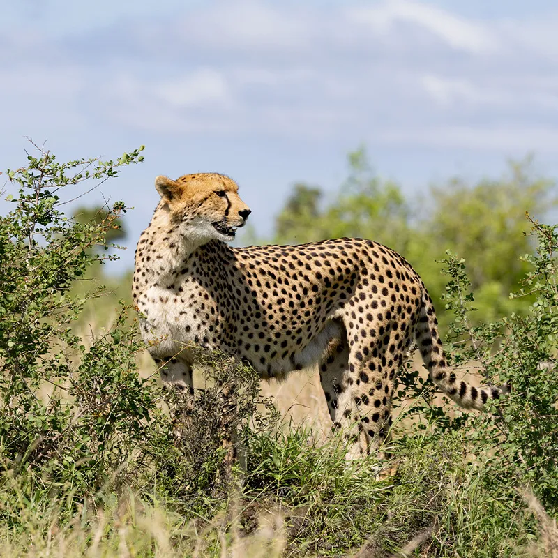 Wildlife Cheetah